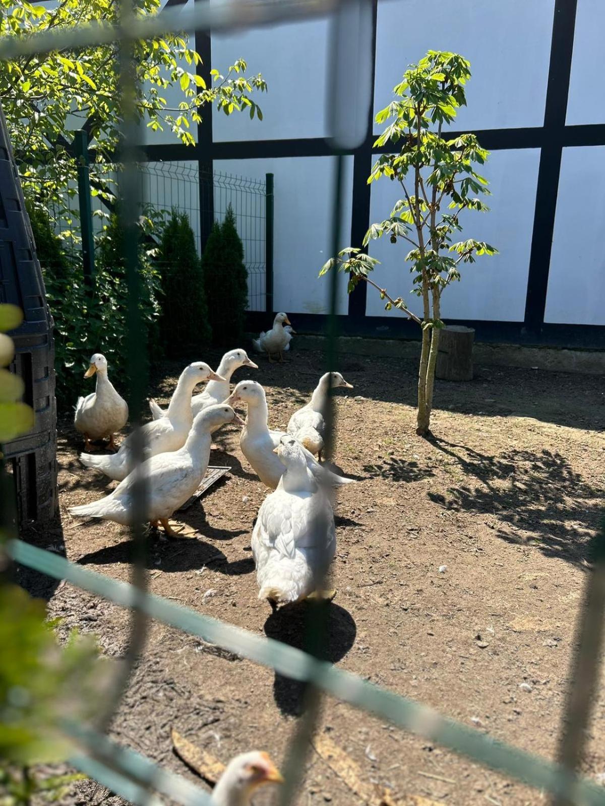 Pokoje Goscinne Nad Morzem ボボリン エクステリア 写真
